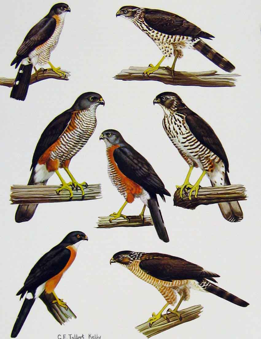 Old Antique Print Eagles Hawks & Falcons African Little Sparrow Bird Art