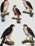 Original Old Antique Print Eagles Hawks & Falcons African Goshwak Color Plate