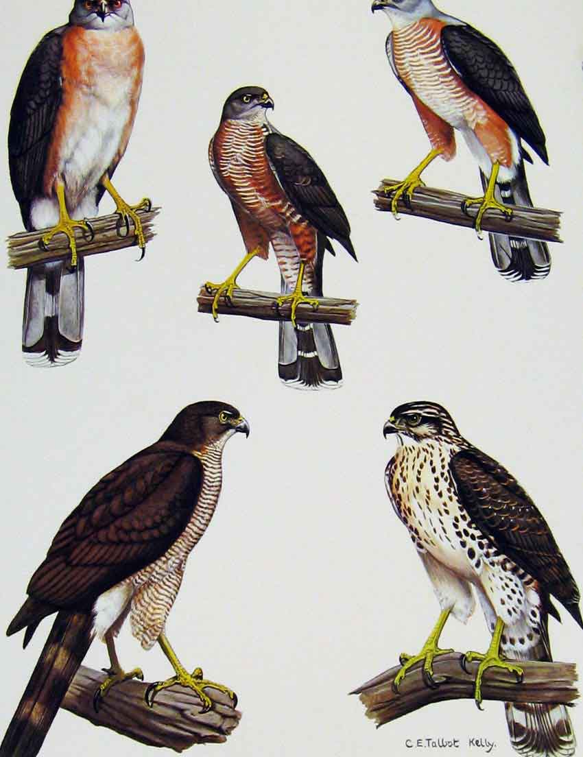 Original Old Antique Print Eagles Hawks & Falcons African Goshwak Color Plate