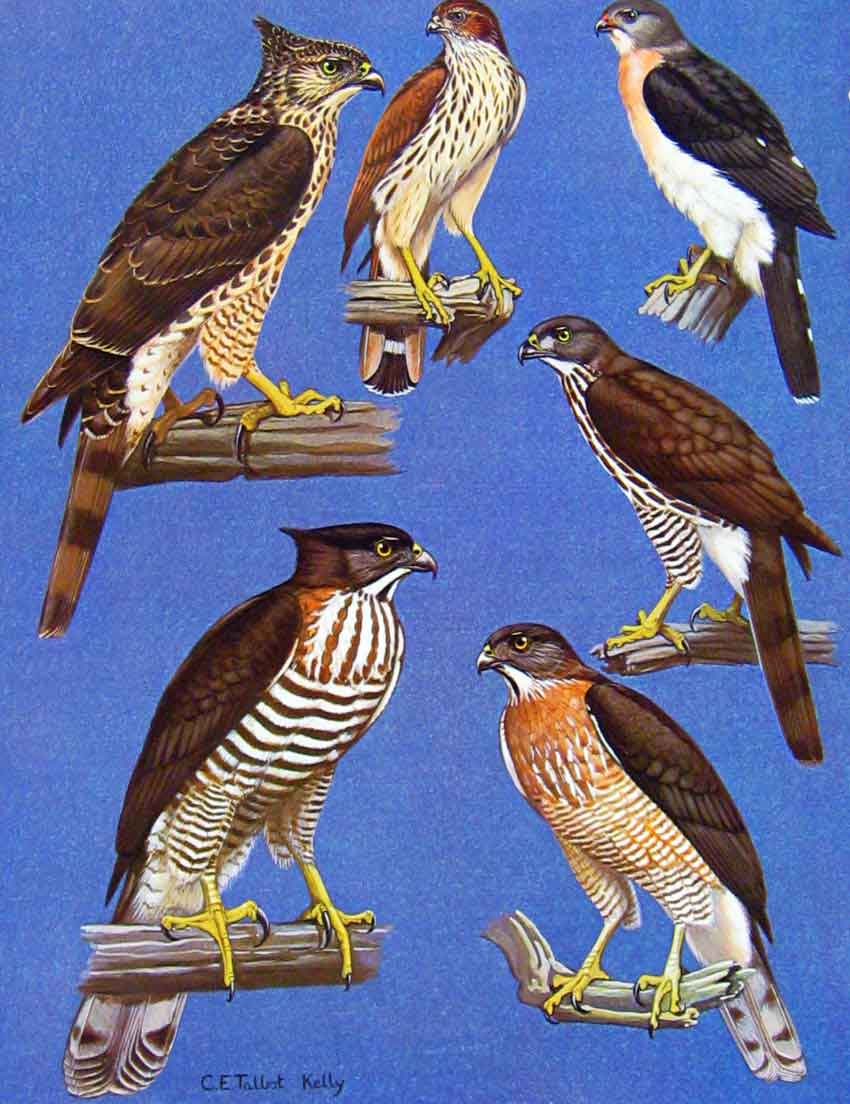 Original Old Antique Print Eagles Hawks & Falcons Crested Goshawk Color Plate