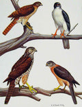 Old Antique Print Eagles Hawks & Falcons Blue Grey Sparrow Hawk Bird Art