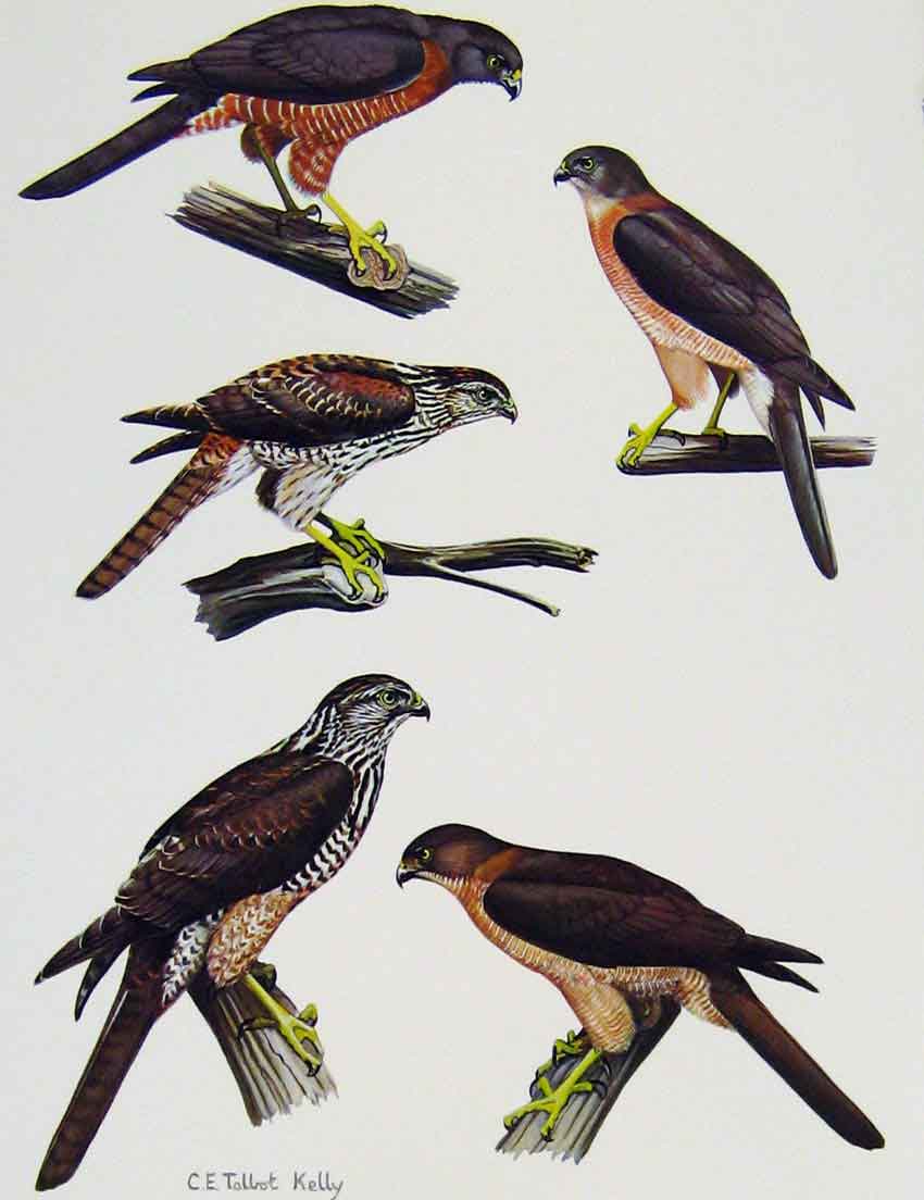 Original Old Antique Print Eagles Hawks & Falcons Australian Goshwak Bird Plate