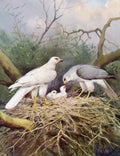 Original Old Antique Print Eagles Hawks & Falcons White Goshwak Grey Goshwak
