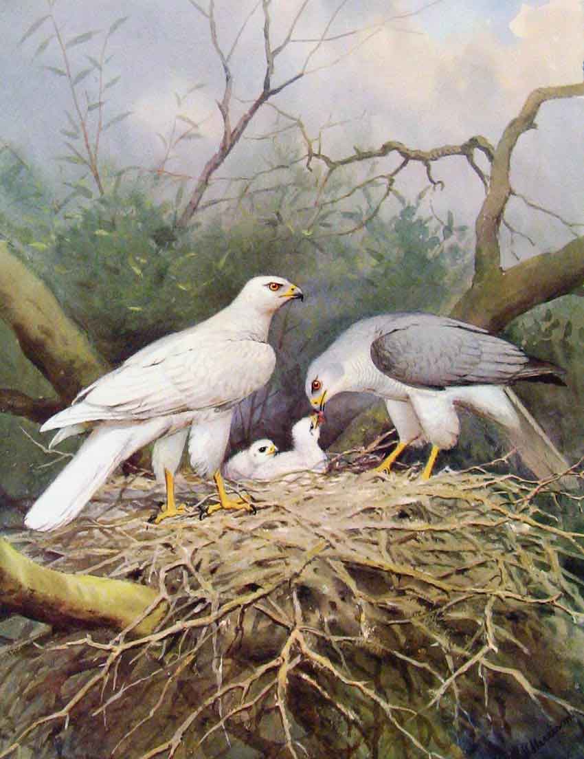 Original Old Antique Print Eagles Hawks & Falcons White Goshwak Grey Goshwak
