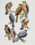 Old Antique Print Eagles Hawks & Falcons White Greay Binous Goshawk Plate