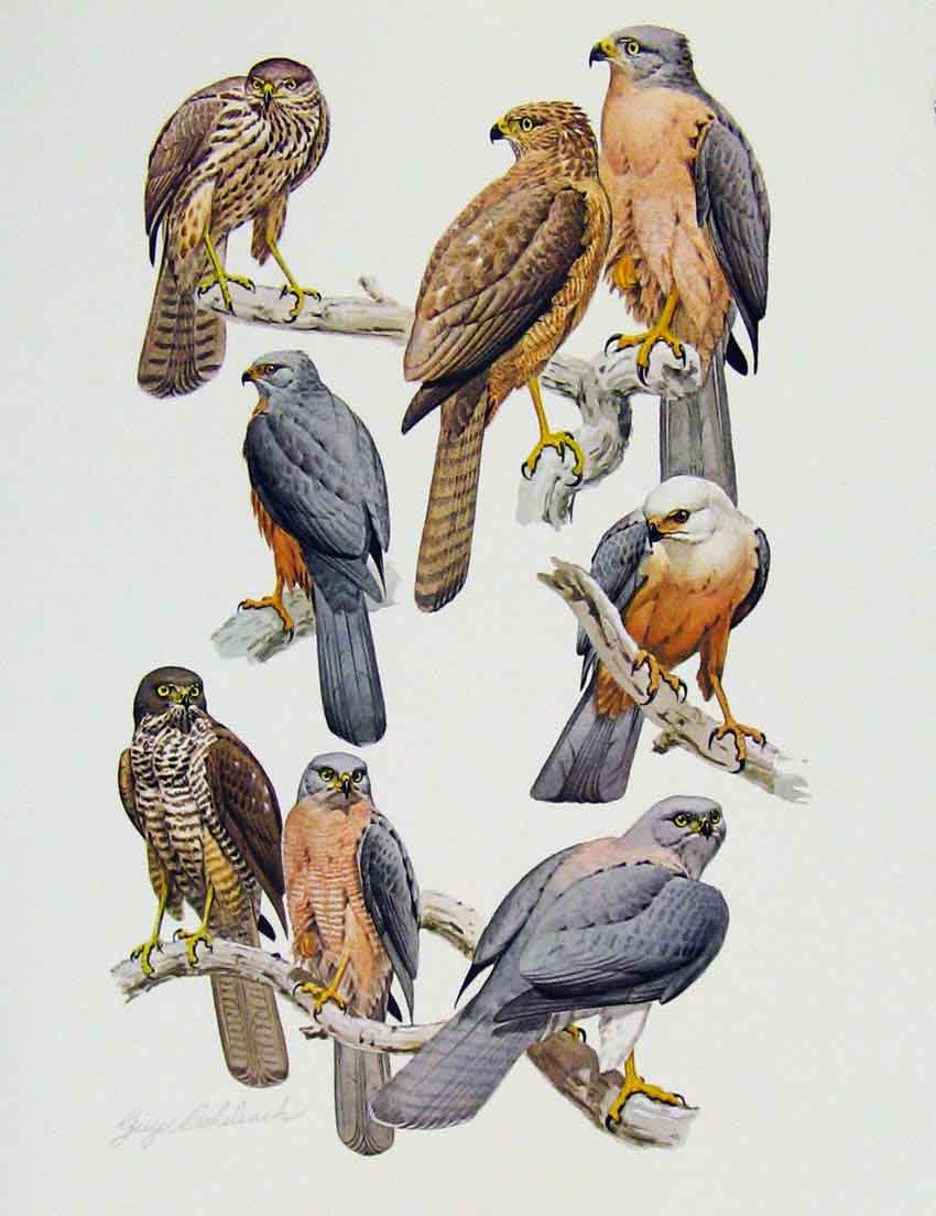 Old Antique Print Eagles Hawks & Falcons White Greay Binous Goshawk Plate