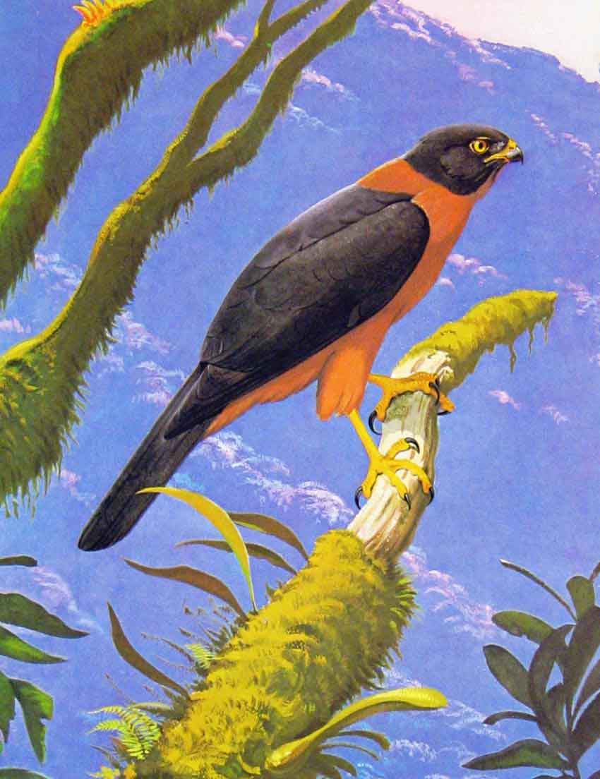 Original Old Antique Print Eagles Hawks & Falcons Black Mantled Accipiter Adult