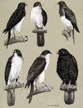 Original Old Antique Print Eagles Hawks & Falcons Imitator Sparrow Hawk Birds