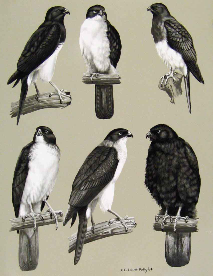 Original Old Antique Print Eagles Hawks & Falcons Imitator Sparrow Hawk Birds