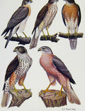 Original Old Antique Print Eagles Hawks & Falcons Grey Frog Hawk Fiji Goshawk