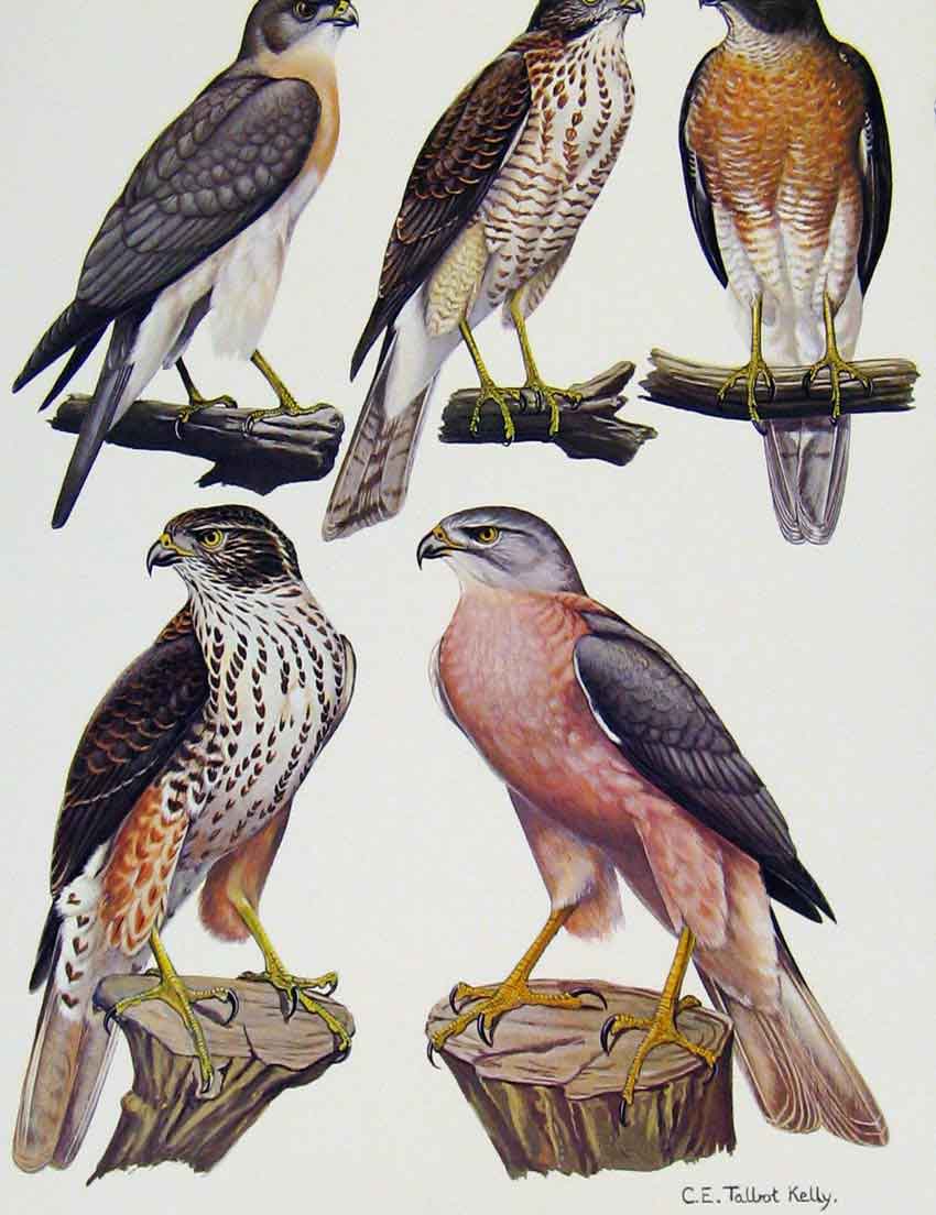 Original Old Antique Print Eagles Hawks & Falcons Grey Frog Hawk Fiji Goshawk
