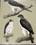 Old Antique Print Eagles Hawks & Falcons New Guinea Grey Headed Goshawk