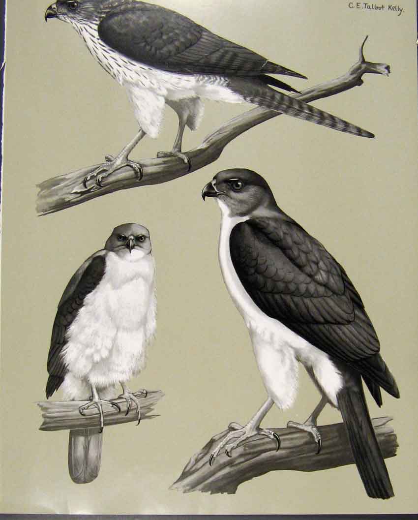 Old Antique Print Eagles Hawks & Falcons New Guinea Grey Headed Goshawk