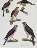 Original Old Antique Print Eagles Hawks & Falcons Hikra Nicobar Levant Sparrow