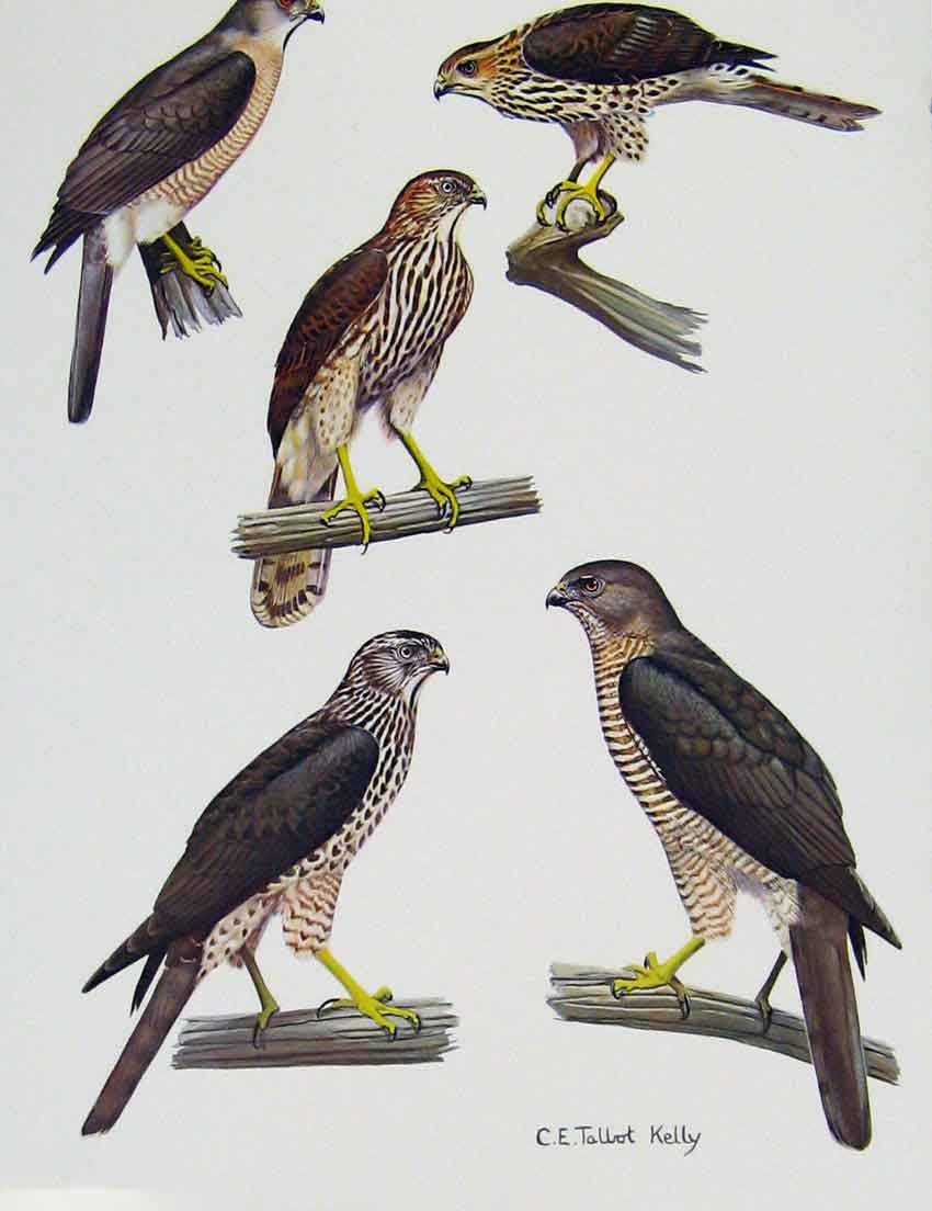 Original Old Antique Print Eagles Hawks & Falcons Hikra Nicobar Levant Sparrow