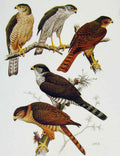 Original Old Antique Print Eagles Hawks & Falcons Tiny Sparrow Hawk Color Plate