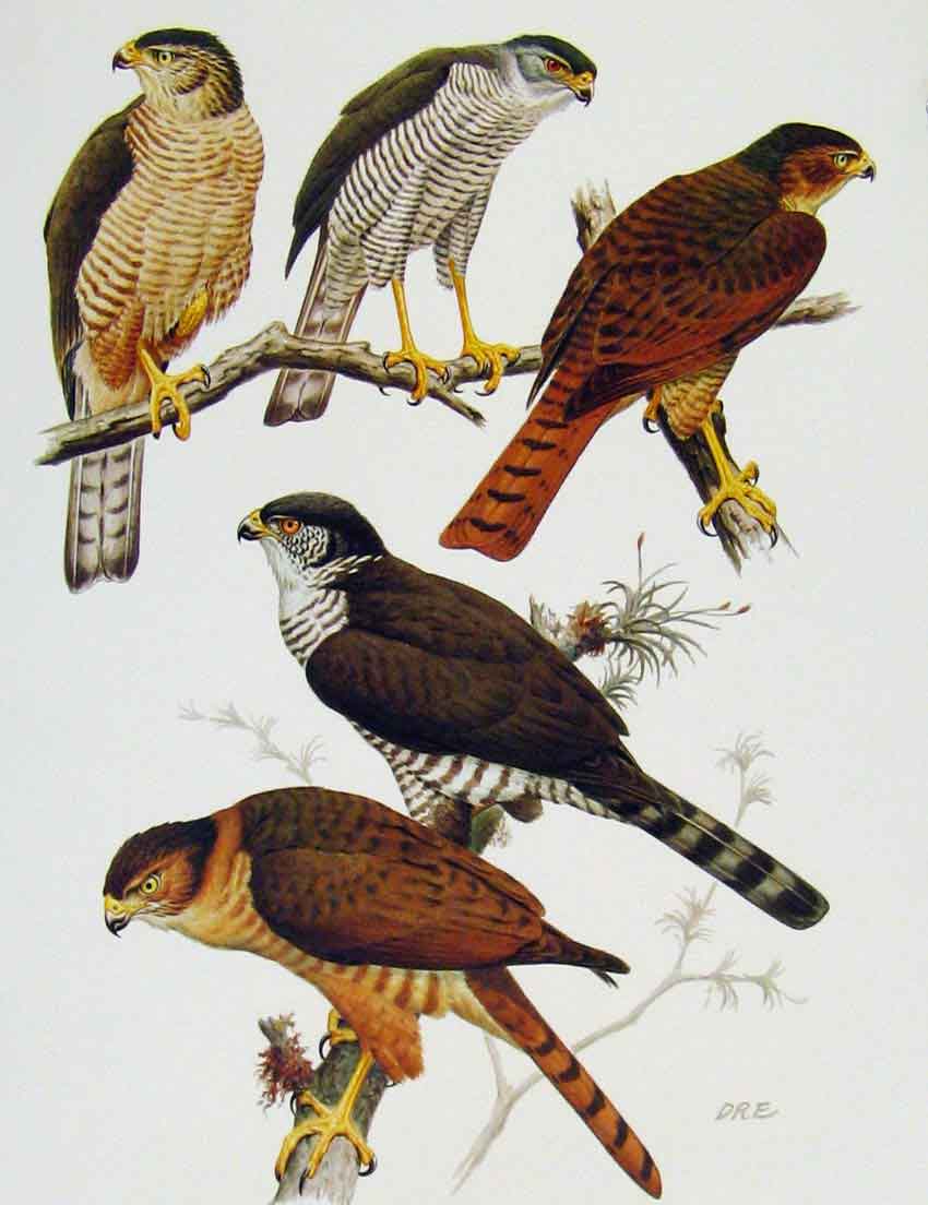 Original Old Antique Print Eagles Hawks & Falcons Tiny Sparrow Hawk Color Plate