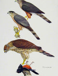 Original Old Antique Print Eagles Hawks & Falcons Gundlachs Hawk Color Plate