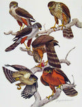 Original Old Antique Print Eagles Hawks & Falcons Bicolored Sparrow Hawk Birds