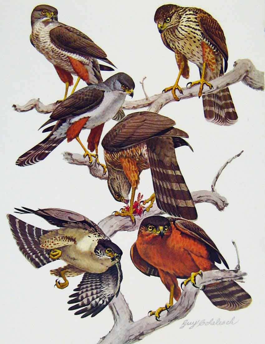 Original Old Antique Print Eagles Hawks & Falcons Bicolored Sparrow Hawk Birds