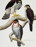 Original Old Antique Print Eagles Hawks & Falcons Grey Bellied Goshwak Plate