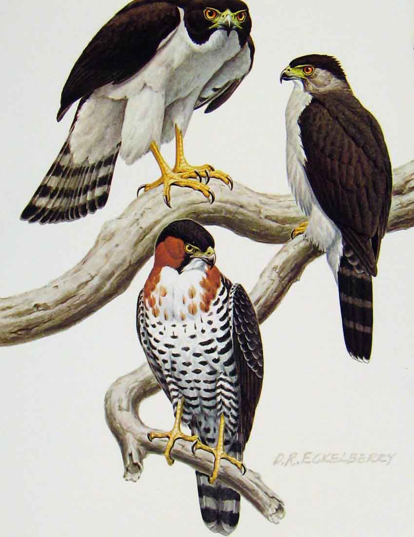Original Old Antique Print Eagles Hawks & Falcons Grey Bellied Goshwak Plate