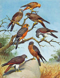 Old Antique Print Eagles Hawks & Falcons Grasshopper Buzzard Eagle Plate