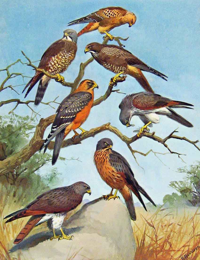 Old Antique Print Eagles Hawks & Falcons Grasshopper Buzzard Eagle Plate