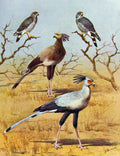 Old Antique Print Eagles Hawks & Falcons Lizzard Buzzard C1898 Plate Bird 19th