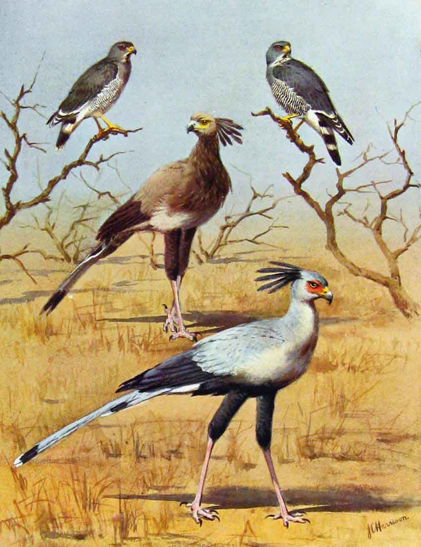 Old Antique Print Eagles Hawks & Falcons Lizzard Buzzard C1898 Plate Bird 19th