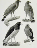 Original Old Antique Print Eagles Hawks & Falcons Black Face Hawk Color Plate