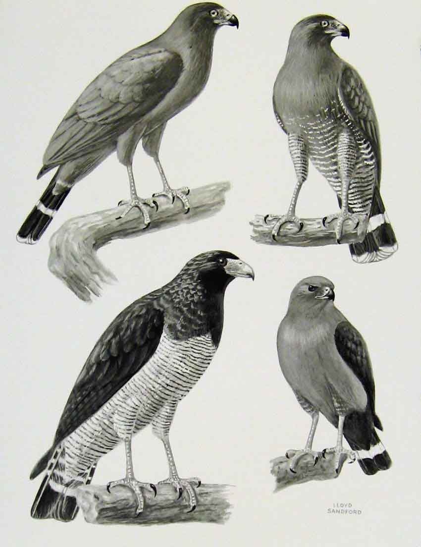 Original Old Antique Print Eagles Hawks & Falcons Black Face Hawk Color Plate