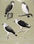 Original Old Antique Print Eagles Hawks & Falcons Black Faced Hawk C1898 Plate