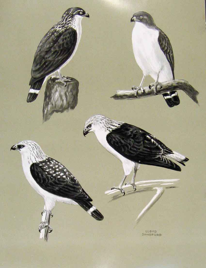 Original Old Antique Print Eagles Hawks & Falcons Black Faced Hawk C1898 Plate