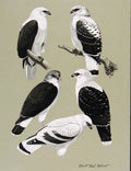 Original Old Antique Print Eagles Hawks & Falcons White Hawk Color Plate C1898