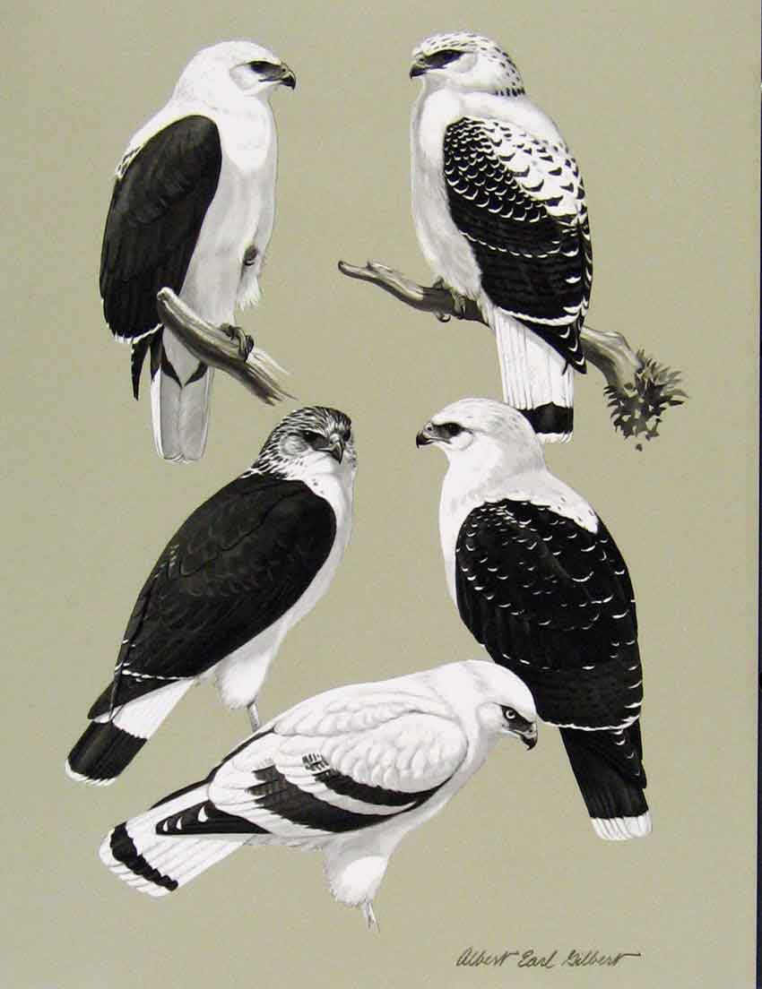 Original Old Antique Print Eagles Hawks & Falcons White Hawk Color Plate C1898