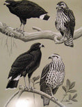 Original Old Antique Print Eagles Hawks & Falcons Common Black Hawk Birds Plate