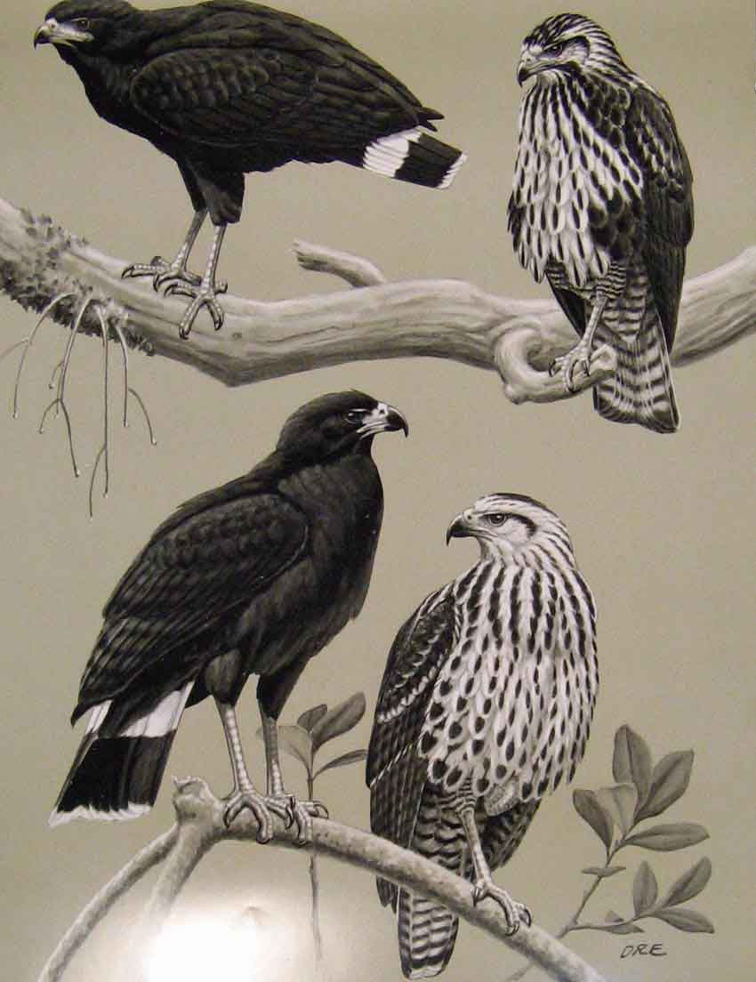 Original Old Antique Print Eagles Hawks & Falcons Common Black Hawk Birds Plate
