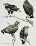 Old Antique Print Eagles Hawks & Falcons Black Solitary Eagle C1898 Plate 19th