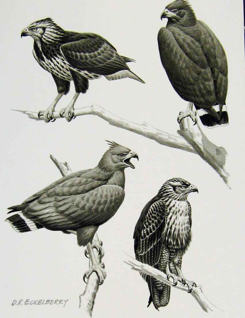Old Antique Print Eagles Hawks & Falcons Black Solitary Eagle C1898 Plate 19th