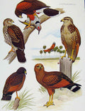 Old Antique Print Eagles Hawks & Falcons Savannah Hawk Color Plate 1898 19th