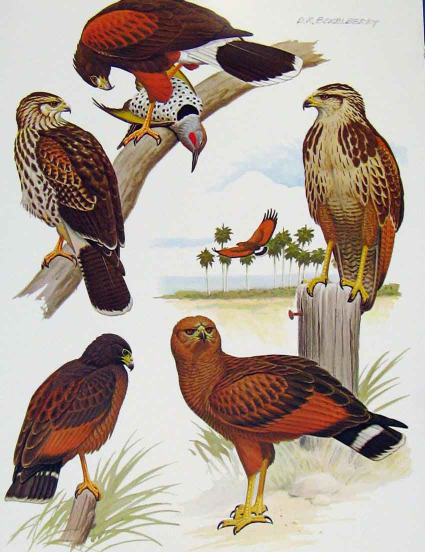 Old Antique Print Eagles Hawks & Falcons Savannah Hawk Color Plate 1898 19th