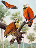 Old Antique Print Eagles Hawks & Falcons Fishing Buzzard Color Plate 1898 19th