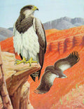 Old Antique Print Eagles Hawks & Falcons Grey Eagled Buzzard C1898 Plate 19th
