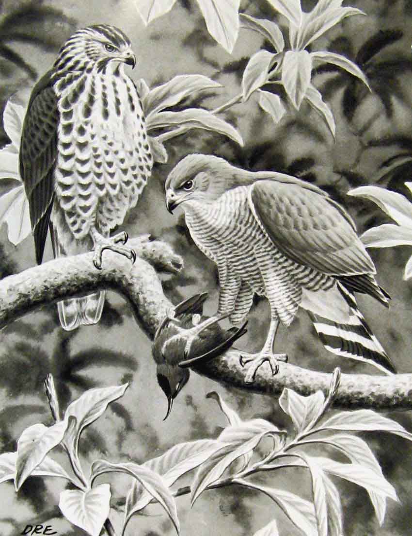 Old Antique Print Eagles Hawks & Falcons Grey Hawk Mexican Goshawk Plate