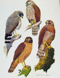 Old Antique Print Eagles Hawks & Falcons Roadside Insect Hawk Bird Plate