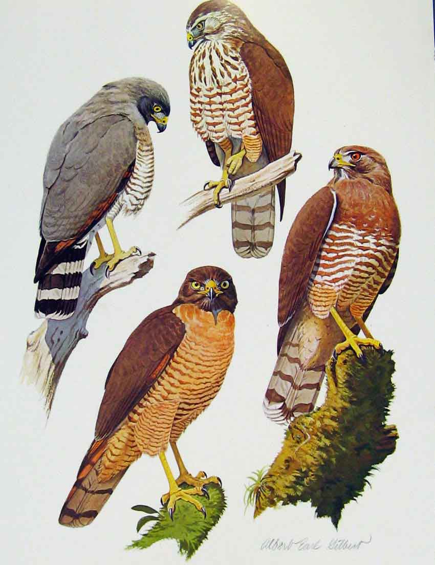 Old Antique Print Eagles Hawks & Falcons Roadside Insect Hawk Bird Plate