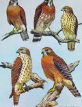 Original Old Antique Print Eagles Hawks & Falcons Broad Winged Hawk Color Plate
