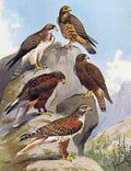 Original Old Antique Print Eagles Hawks & Falcons Swainson Hwak Color Plate