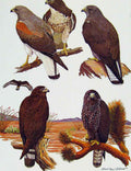 Original Old Antique Print Eagles Hawks & Falconswhite Tailed Hawk Color Plate